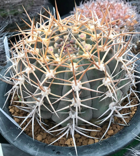 Gymnocalycium bayrianum raro cactus con spine spesse e corpo verde rotondo in vaso