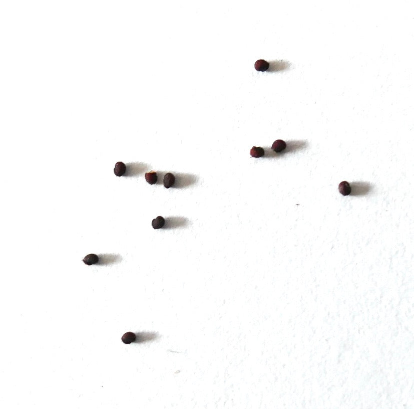 Gymnocalycium bayrianum var. brevispinum cactus seeds scattered on white background