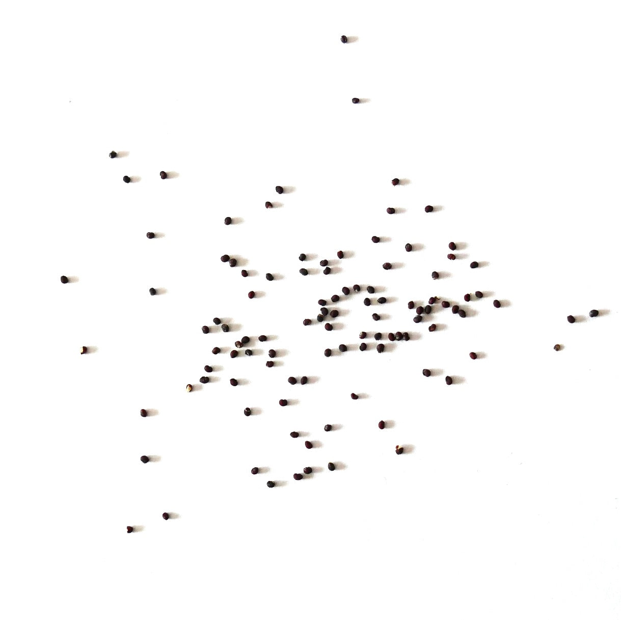 Gymnocalycium bayrianum var. brevispinum small dark cactus seeds scattered on white background