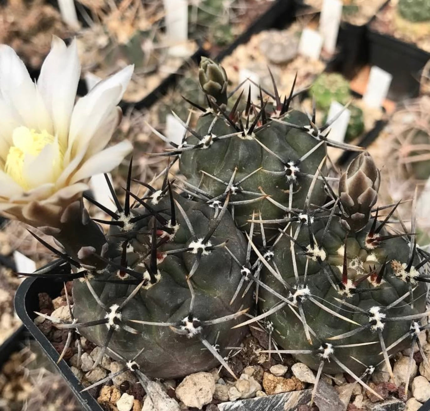 Gymnocalycium brachypetalum cactus with white flower and sharp spines in pot