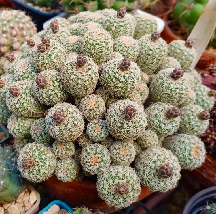 Gymnocalycium bruchii cluster of small round cacti with white spines and purple buds