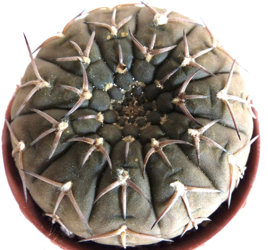 Gymnocalycium stellatum succulent cactus with dark green body and prominent brown spines in pot