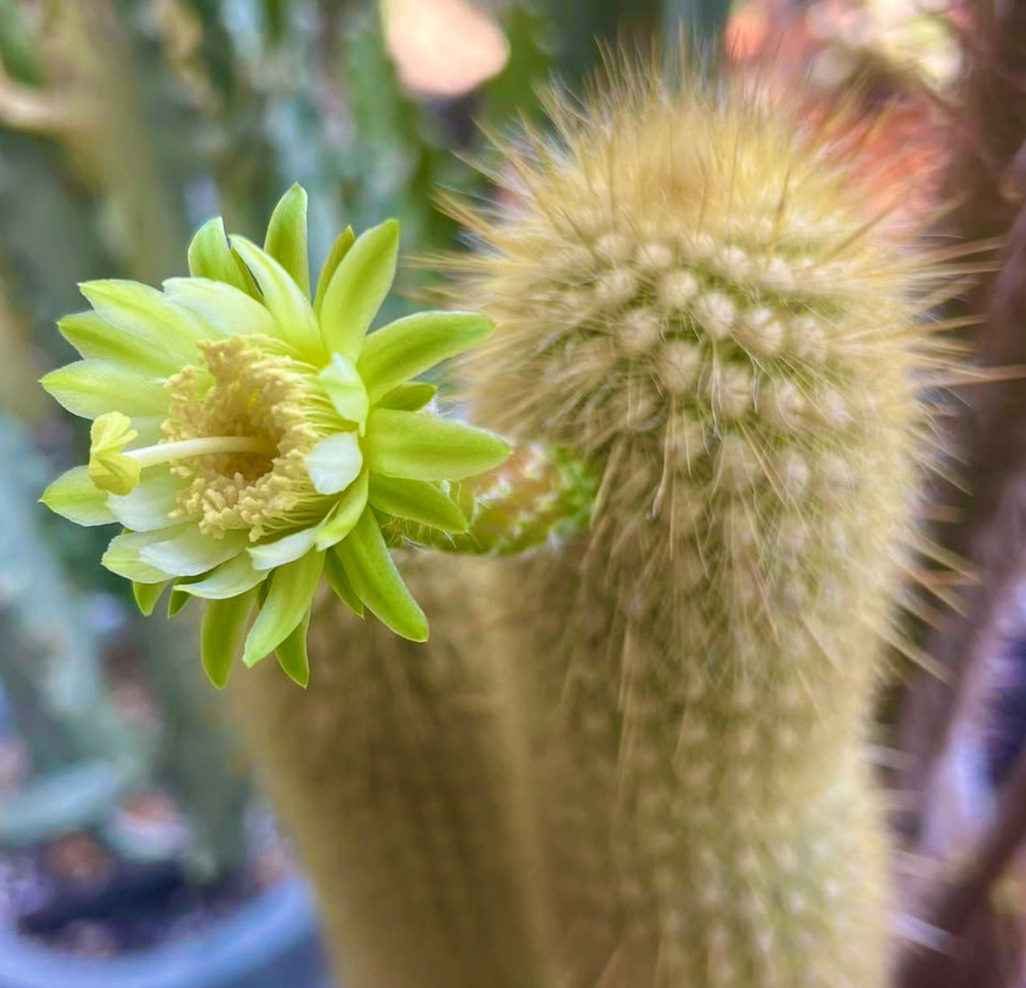 Cactus Haageocereus aureispinus con fiore giallo-verde pallido e spine dense, primo piano