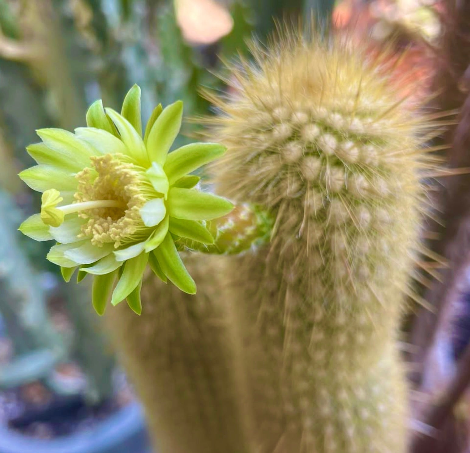 Cactus Haageocereus aureispinus con fiore giallo-verde pallido e spine dense, primo piano