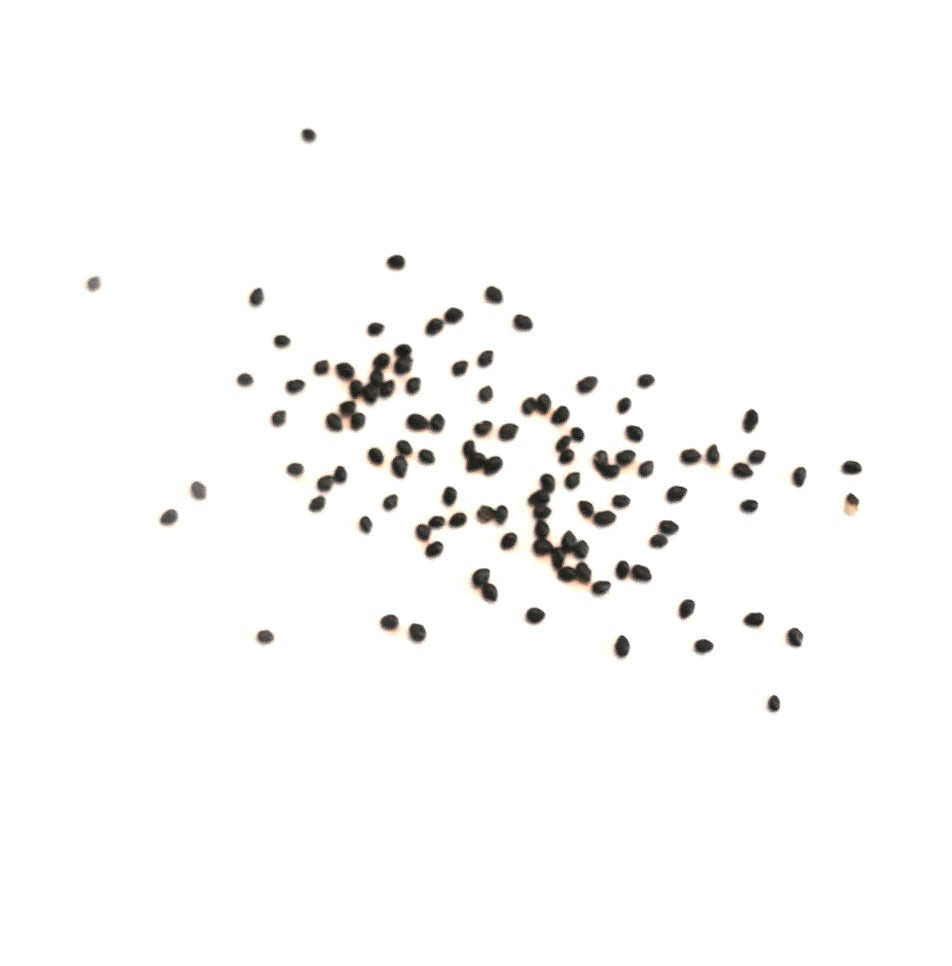 Haageocereus chosicensis small black cactus seeds scattered on white background