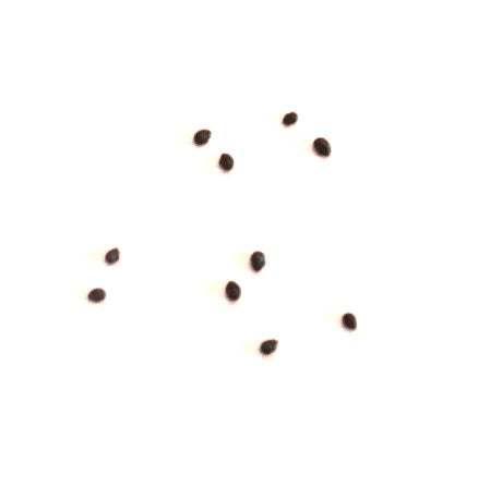 Haageocereus chosicensis small dark cactus seeds on white background
