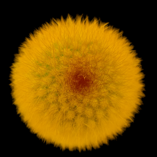 Haageocereus chosicensis rare yellow spiny cactus top view with dense golden spines