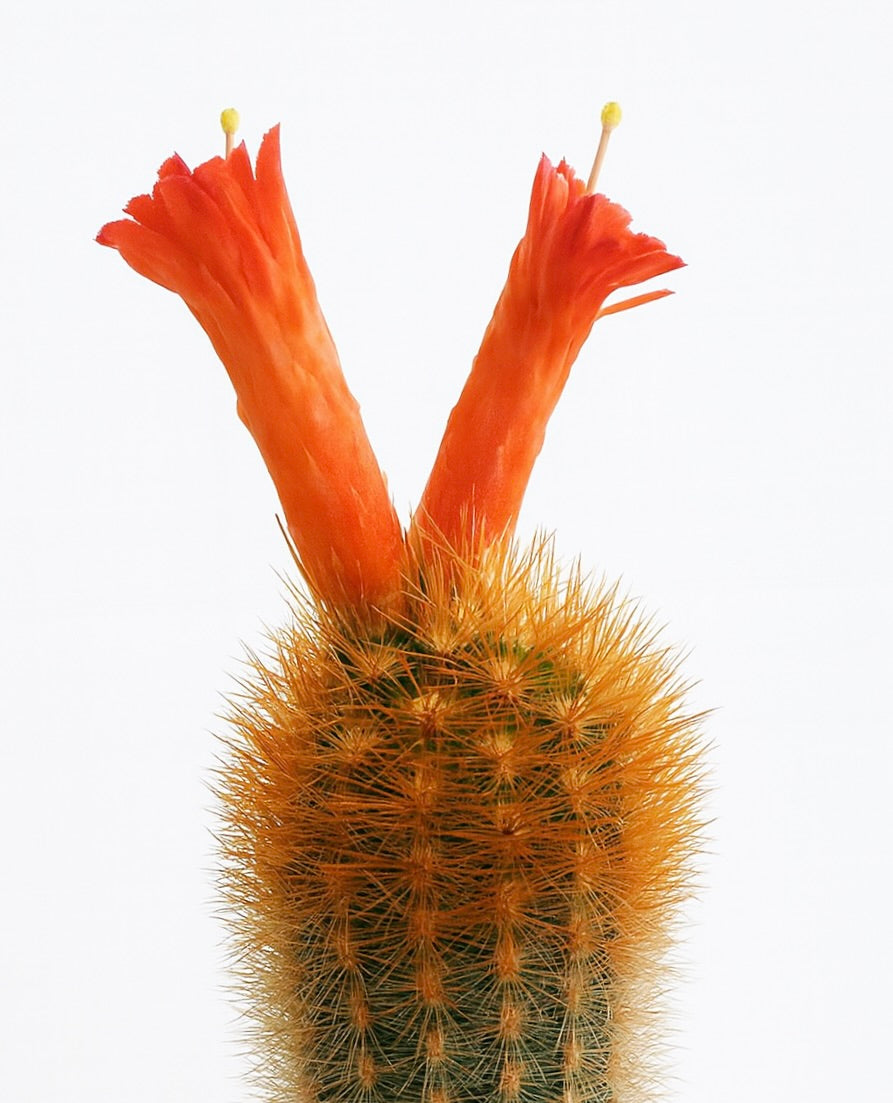 Haageocereus chrysacanthus cactus with bright orange tubular flowers and dense golden spines