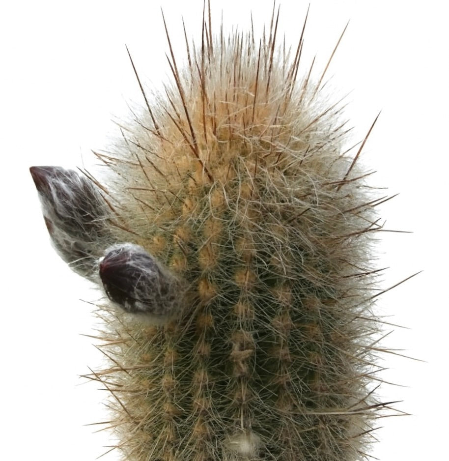Haageocereus divaricatispinus cactus con spine dense e boccioli di fiori lanuginosi a vista ravvicinata