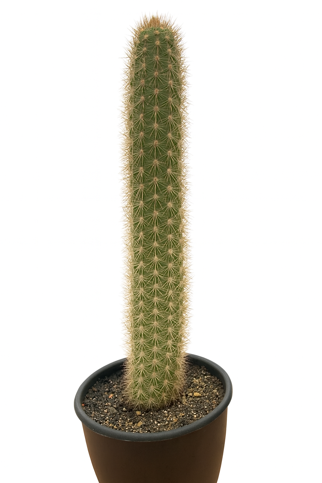 Haageocereus olowinskyanus tall green cactus with dense yellowish spines in black pot