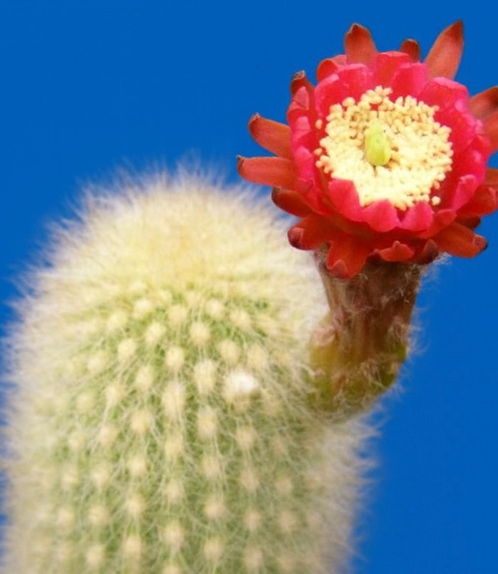 Haageocereus pectinatus cactus with fuzzy spines and bright red flower against blue background