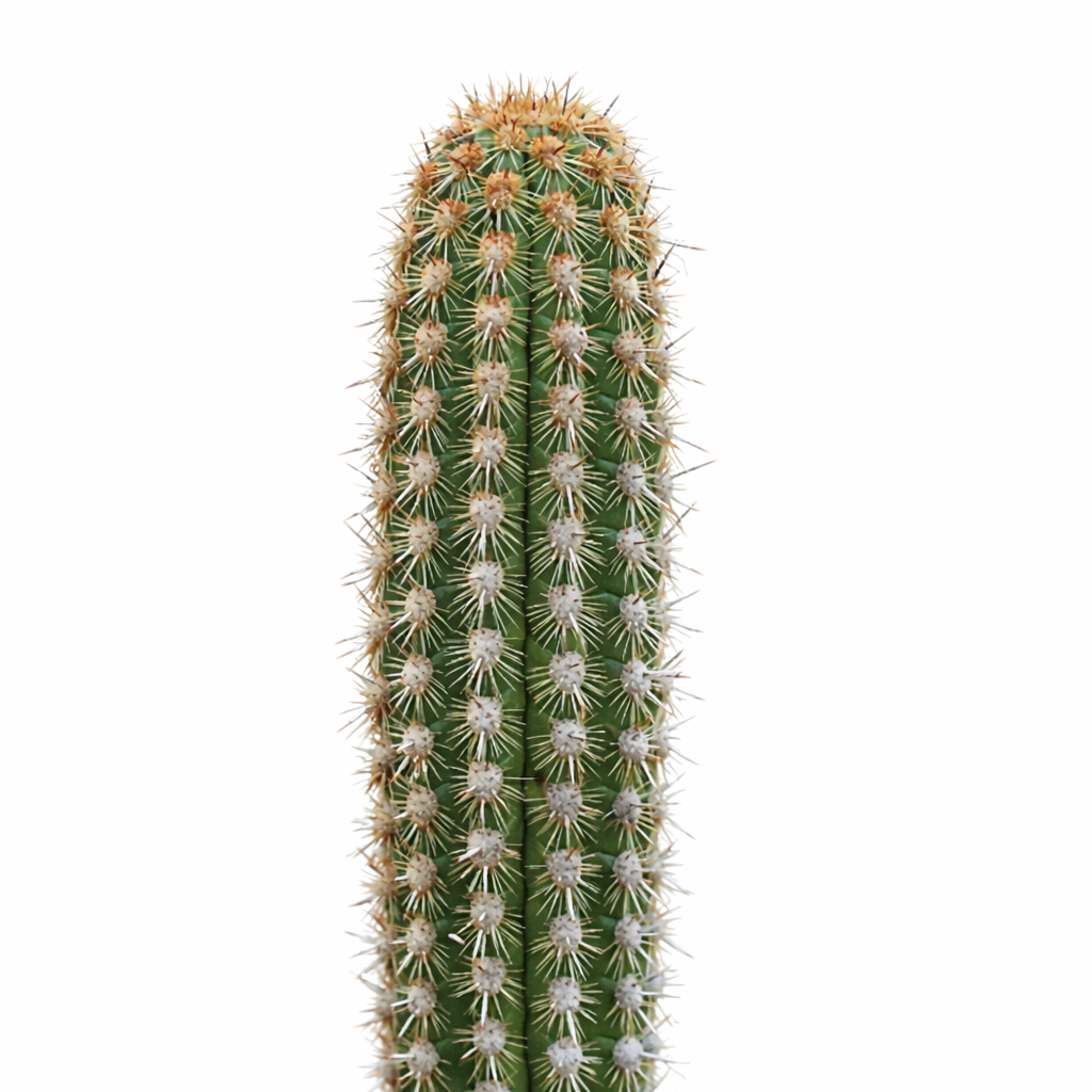Haageocereus pseudoacranthus tall green cactus with dense white and brown spines