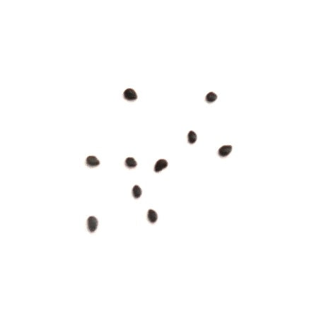 Haageocereus setosus small dark cactus seeds on white background