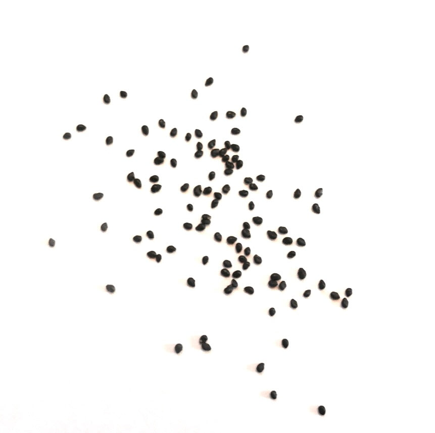 Haageocereus setosus small black cactus seeds scattered on white background