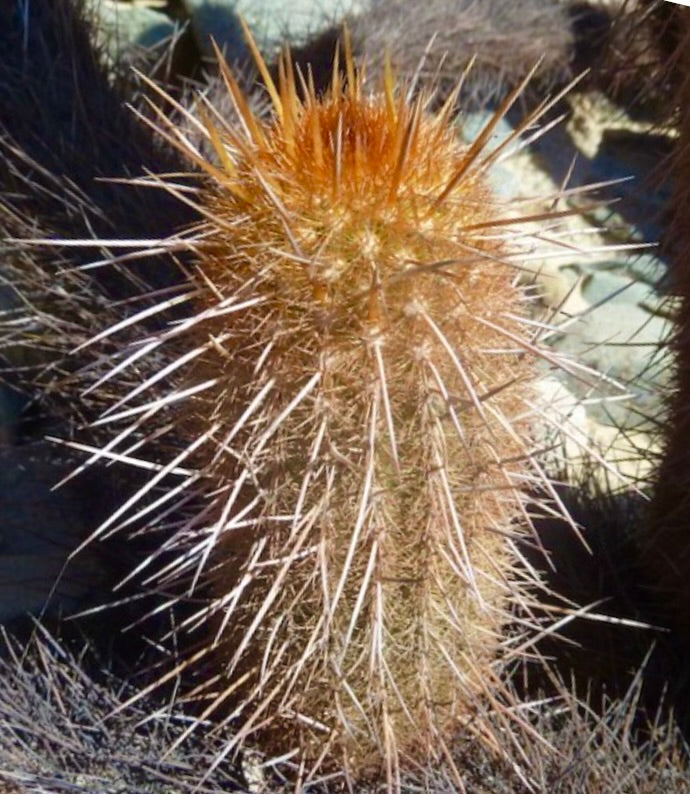 Haageocereus setosus cactus with dense long spines and orange-tipped areoles in natural habitat