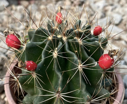 Hamatocactus setispinus cactus with long spines and bright red fruit in small pot