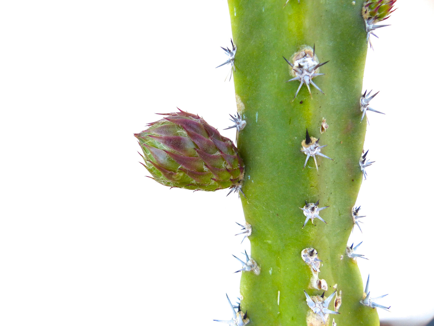 Harrisia jusbertii cactus stem with sharp spines and developing reddish flower bud