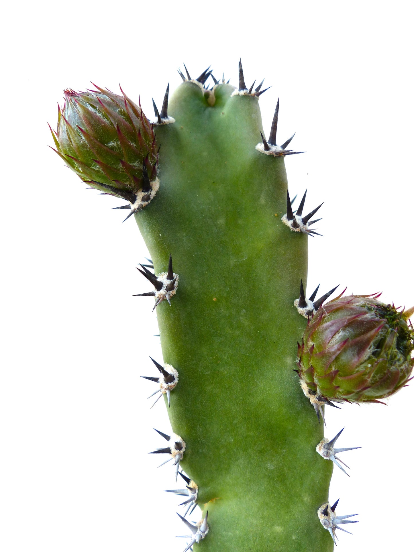 Fusto di cactus Harrisia jusbertii con spine nere appuntite e boccioli di fiore verdi in primo piano