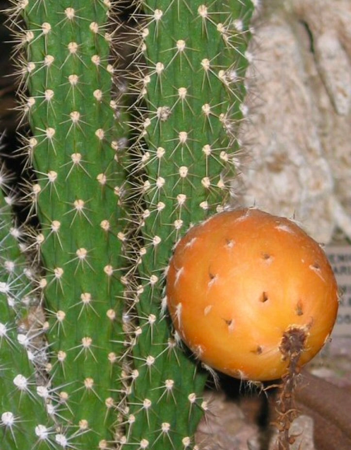 Harrisia simpsonii cactus with green spiny stems and round orange fruit