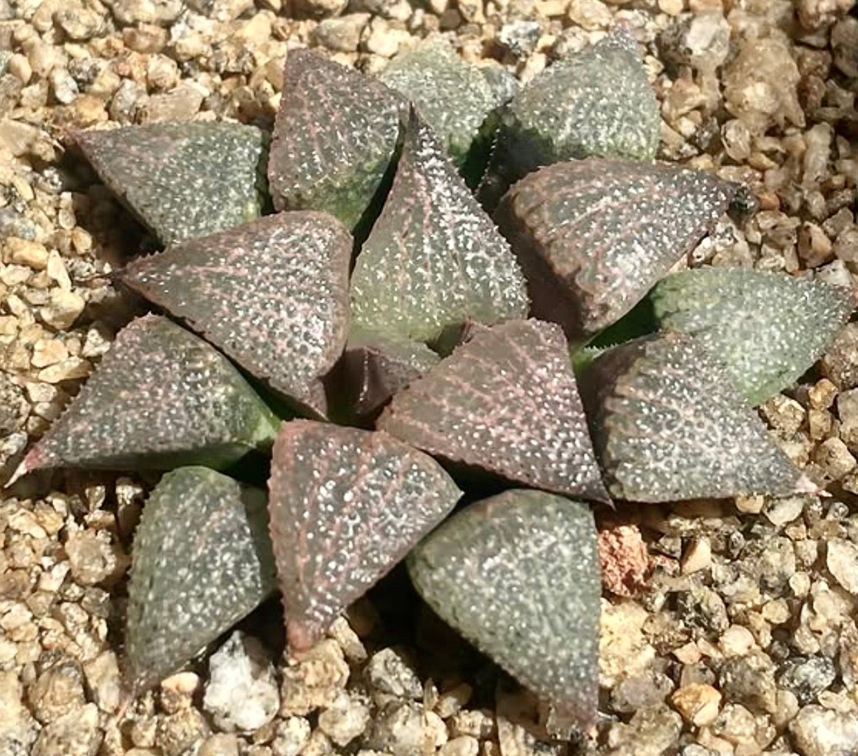 Haworthia emelyae succulent with triangular, textured leaves on gravel substrate