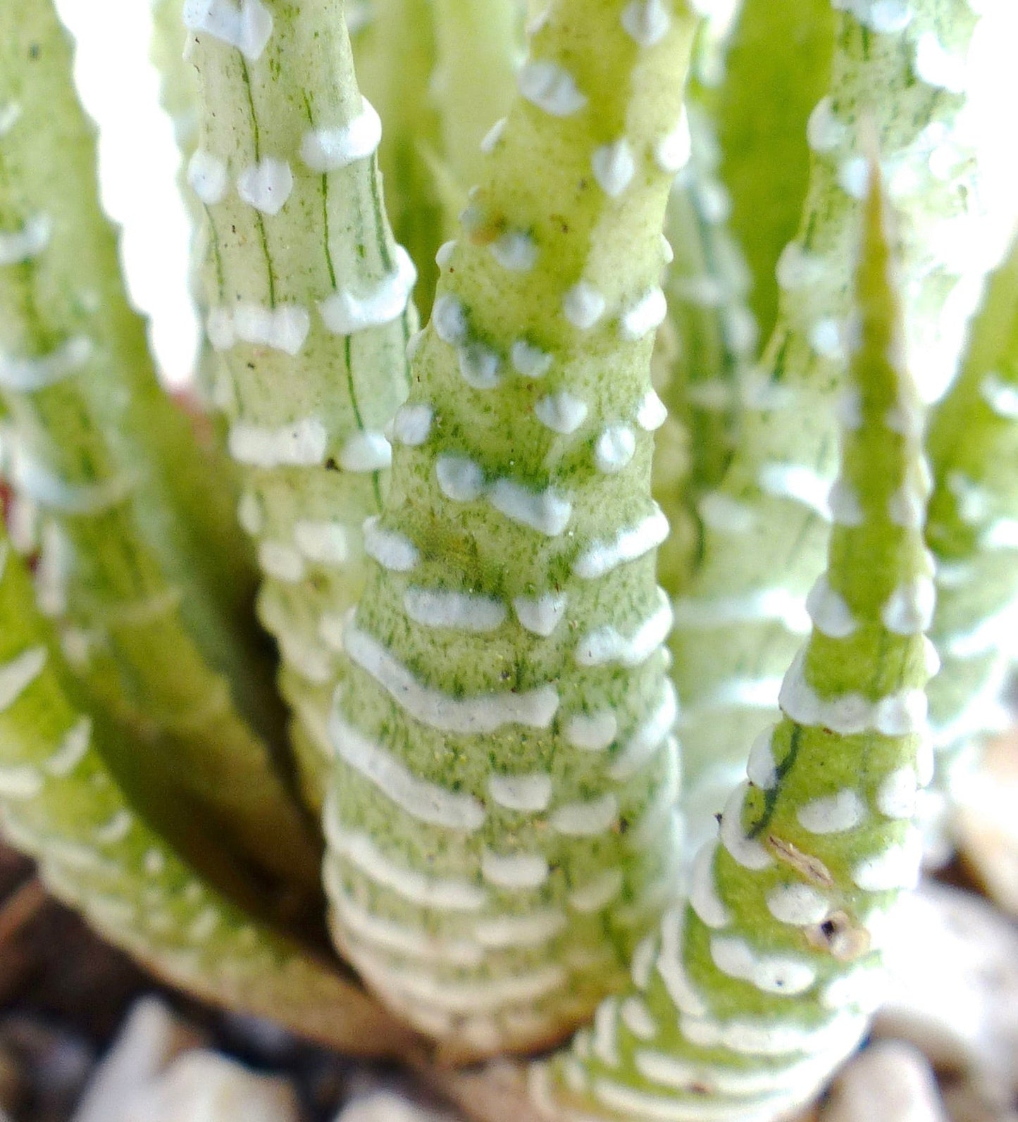 Haworthia fasciata succulent with fleshy green leaves and white raised tubercles close-up