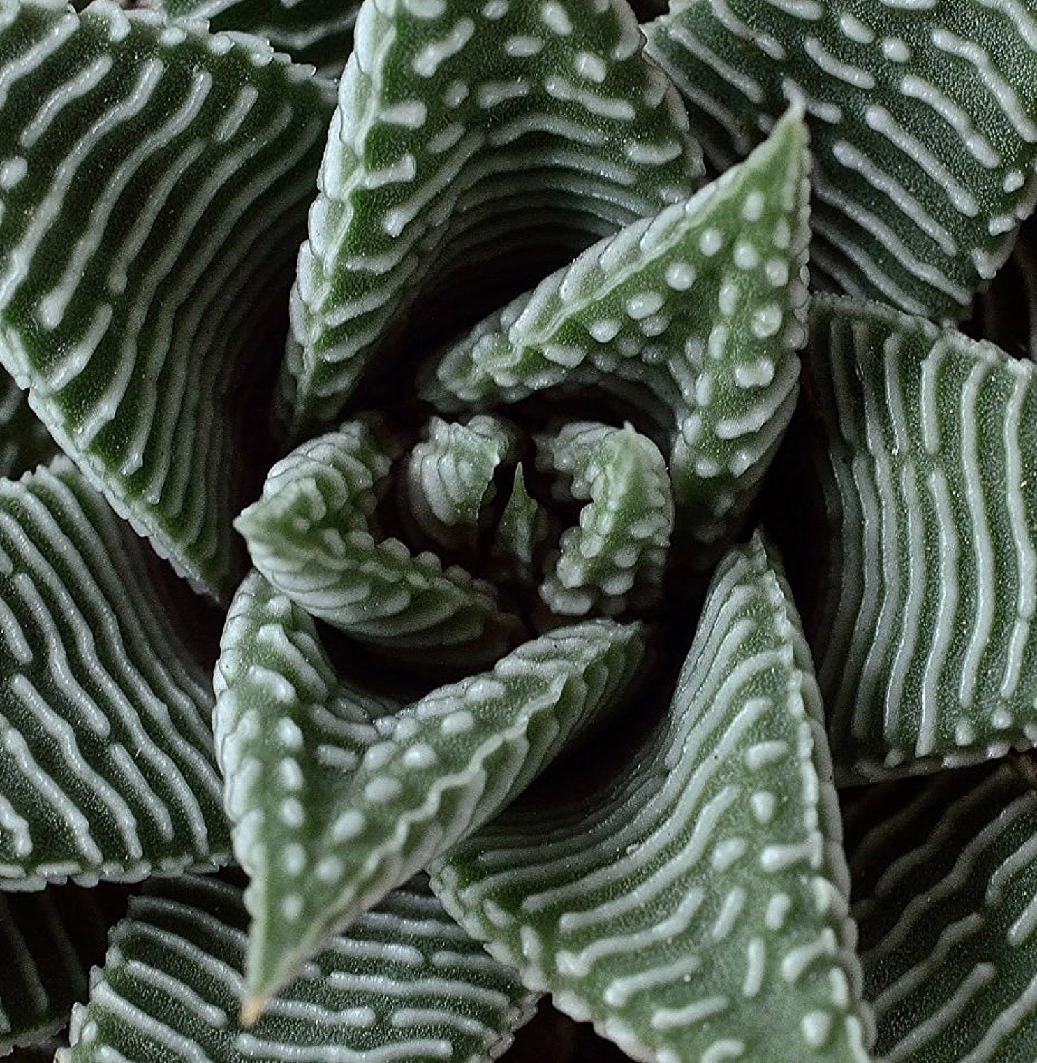 Succulenta Haworthia limifolia con foglie verdi scanalate e testurizzate e tubercoli bianchi, primo piano