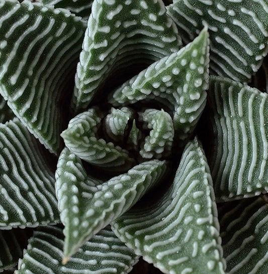 Haworthia limifolia succulent with textured ridged green leaves and white tubercles close-up