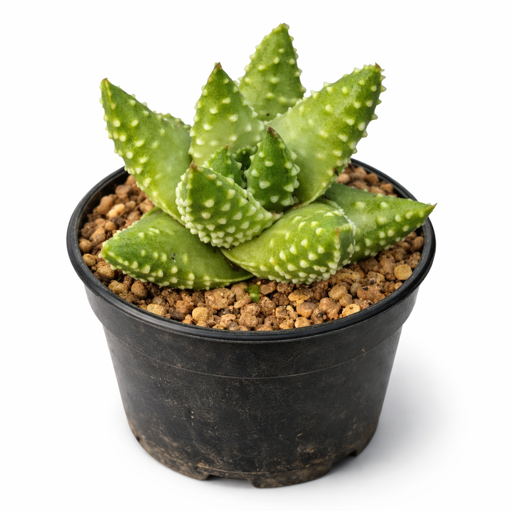 Haworthia margaritifera succulent with thick green leaves and white tubercles in black pot