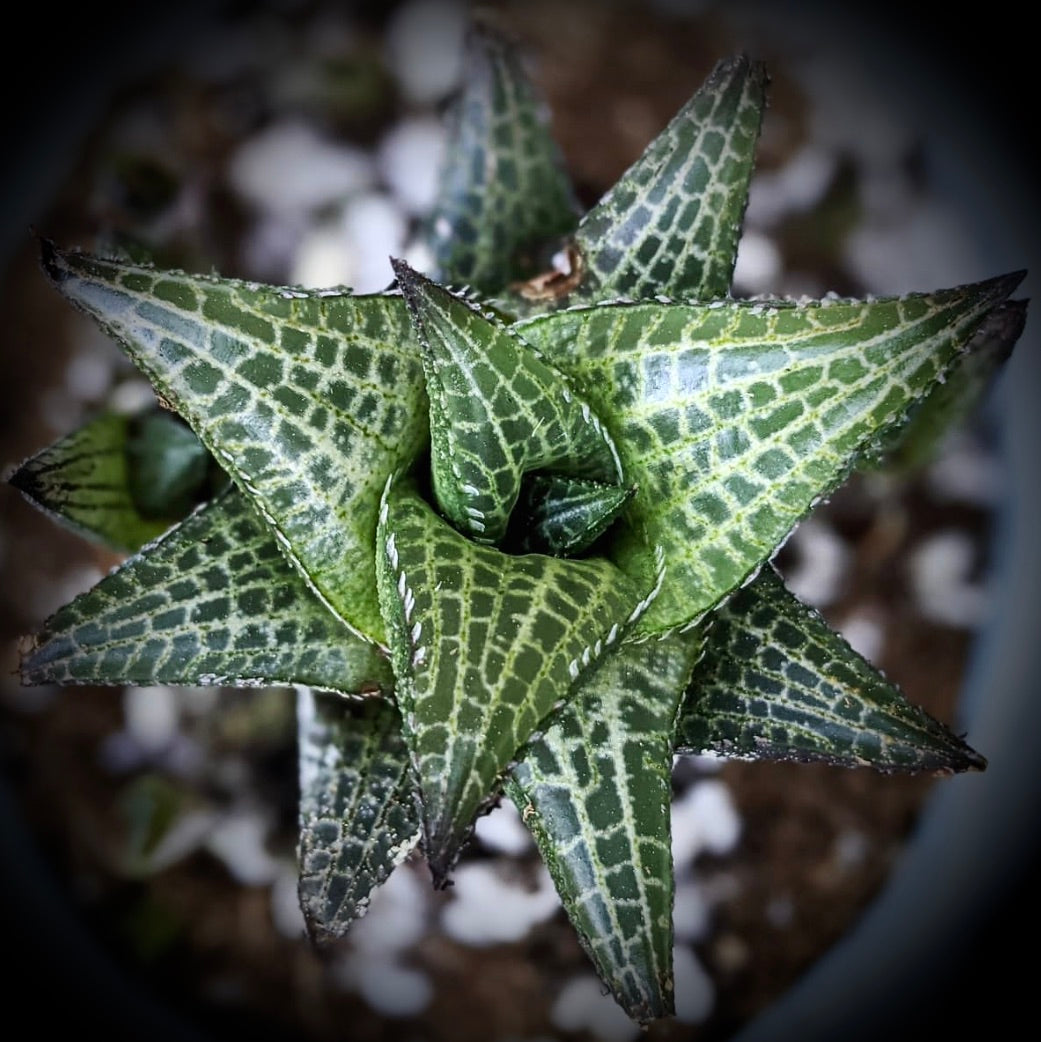 Haworthia venosa subs. tassellata succulent with thick, pointed green leaves and white reticulated patterns