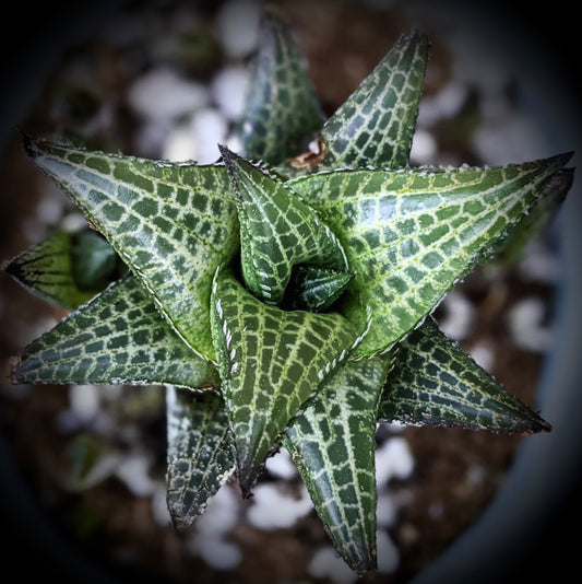 Haworthia venosa subs. tassellata succulent with thick, pointed green leaves and white reticulated patterns