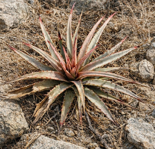 Hechtia sp succulenta con foglie spinose e allungate dalle punte rossastre che cresce in terreno roccioso