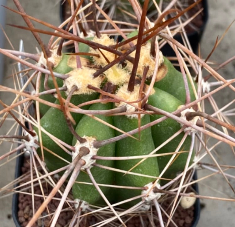 Helianthocereus escayachensis rare green cactus with long brown spines and ribbed structure