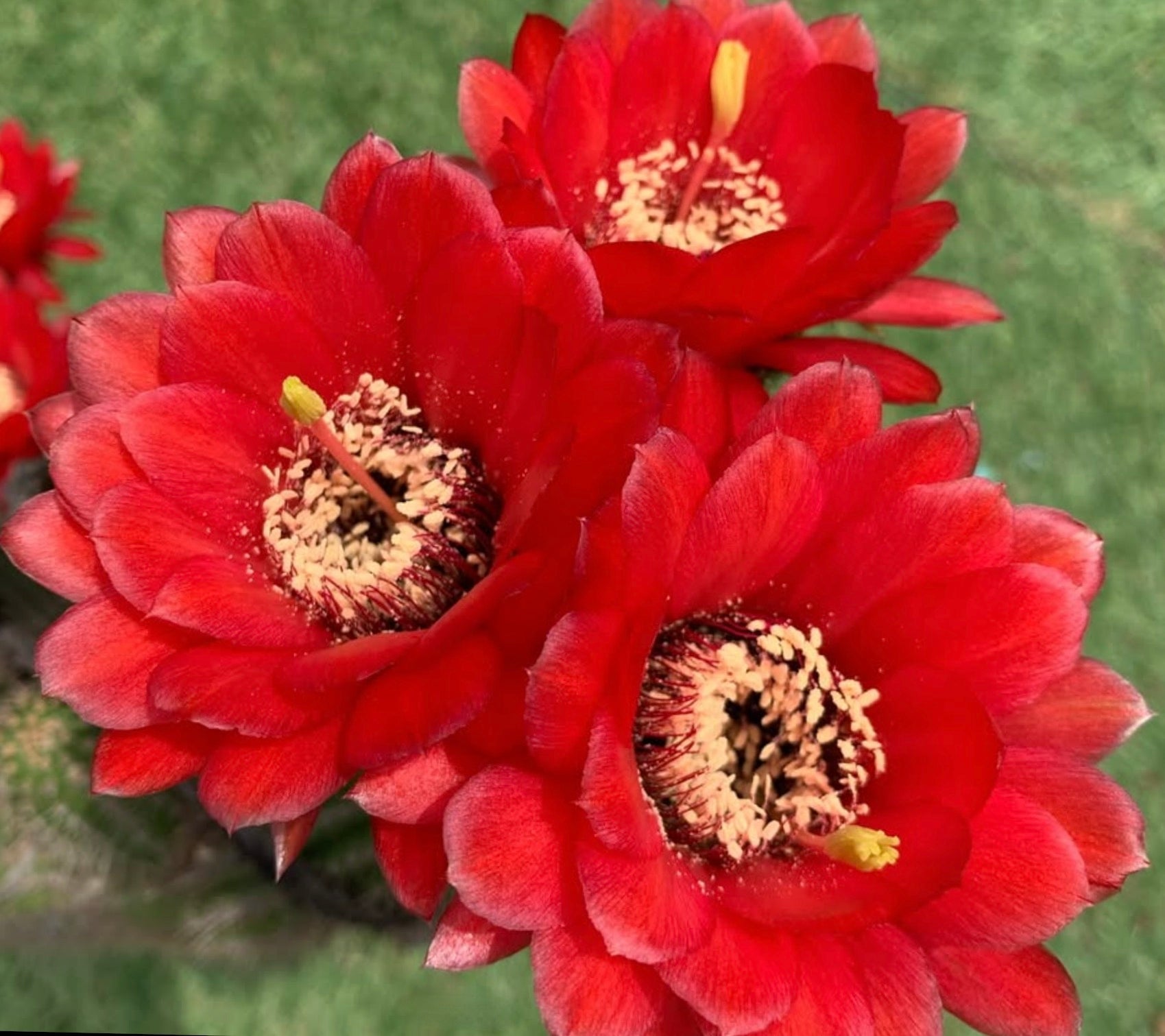 Helianthocereus huascha bright red cactus flowers with prominent stamens and green background