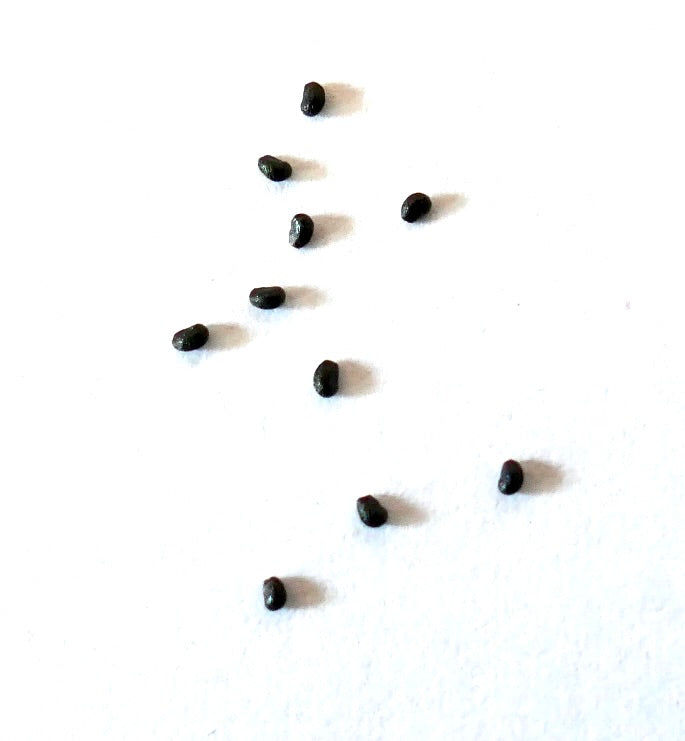 Helianthocereus narvaezensis small black cactus seeds on white background