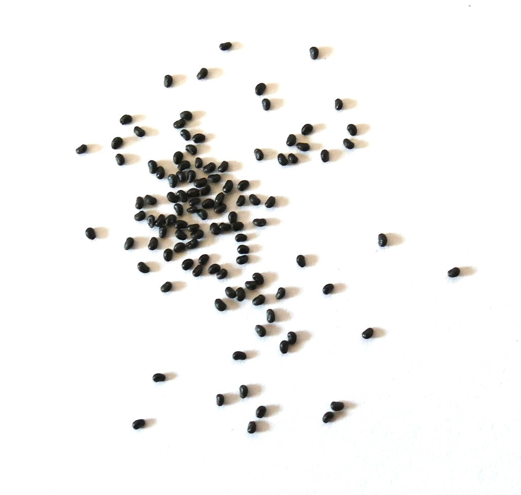Helianthocereus narvaezensis small black cactus seeds scattered on white background