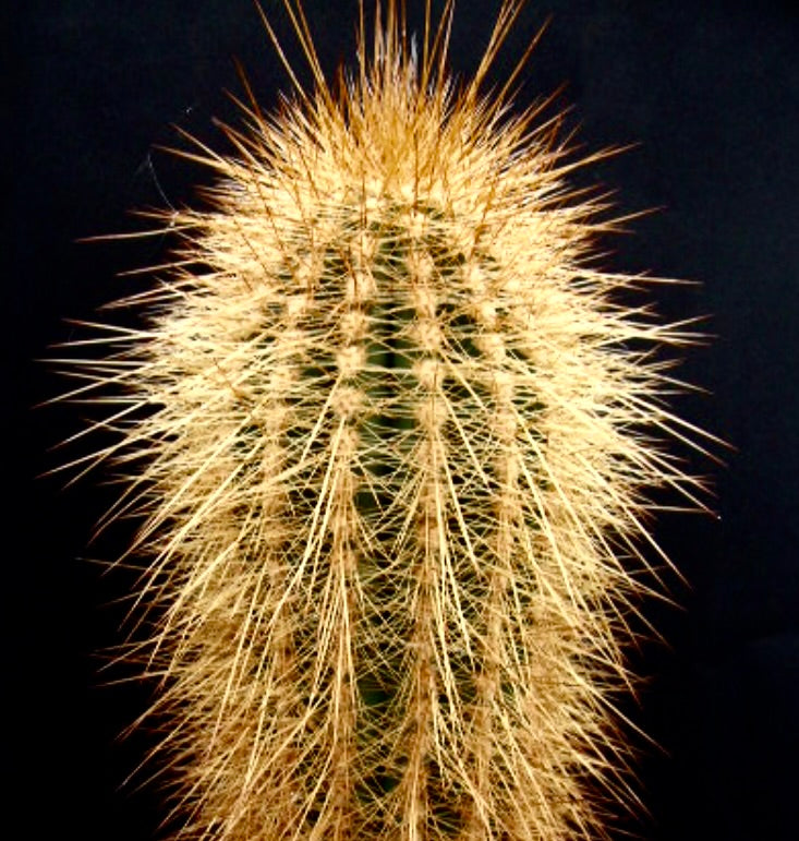 Helianthocereus poco cactus with dense golden spines and ribbed green stem against black background