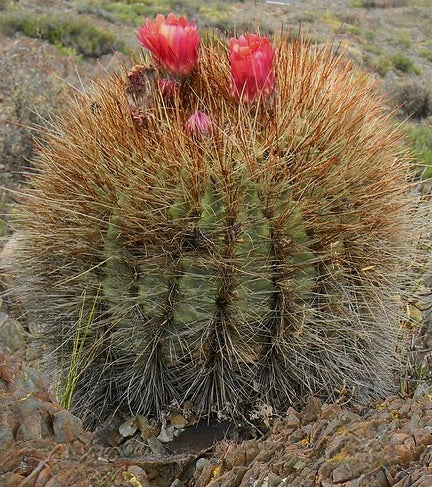 Helianthocereus randallii cactus with dense golden spines and red flowers in natural habitat