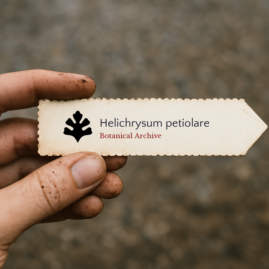 Printed plant label for Helichrysum petiolare held by hand with dirt background