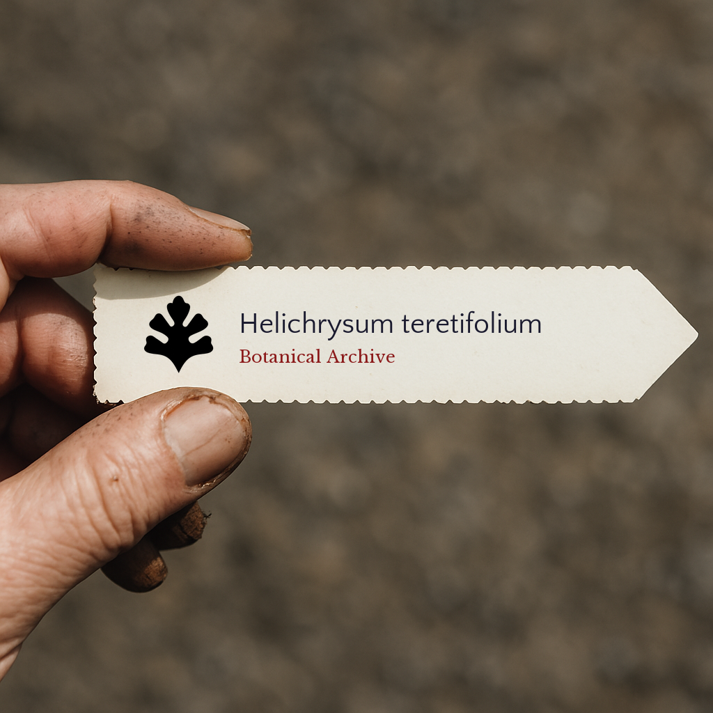 Etichetta stampata per pianta di Helichrysum teretifolium tenuta in mano con sfondo di terra