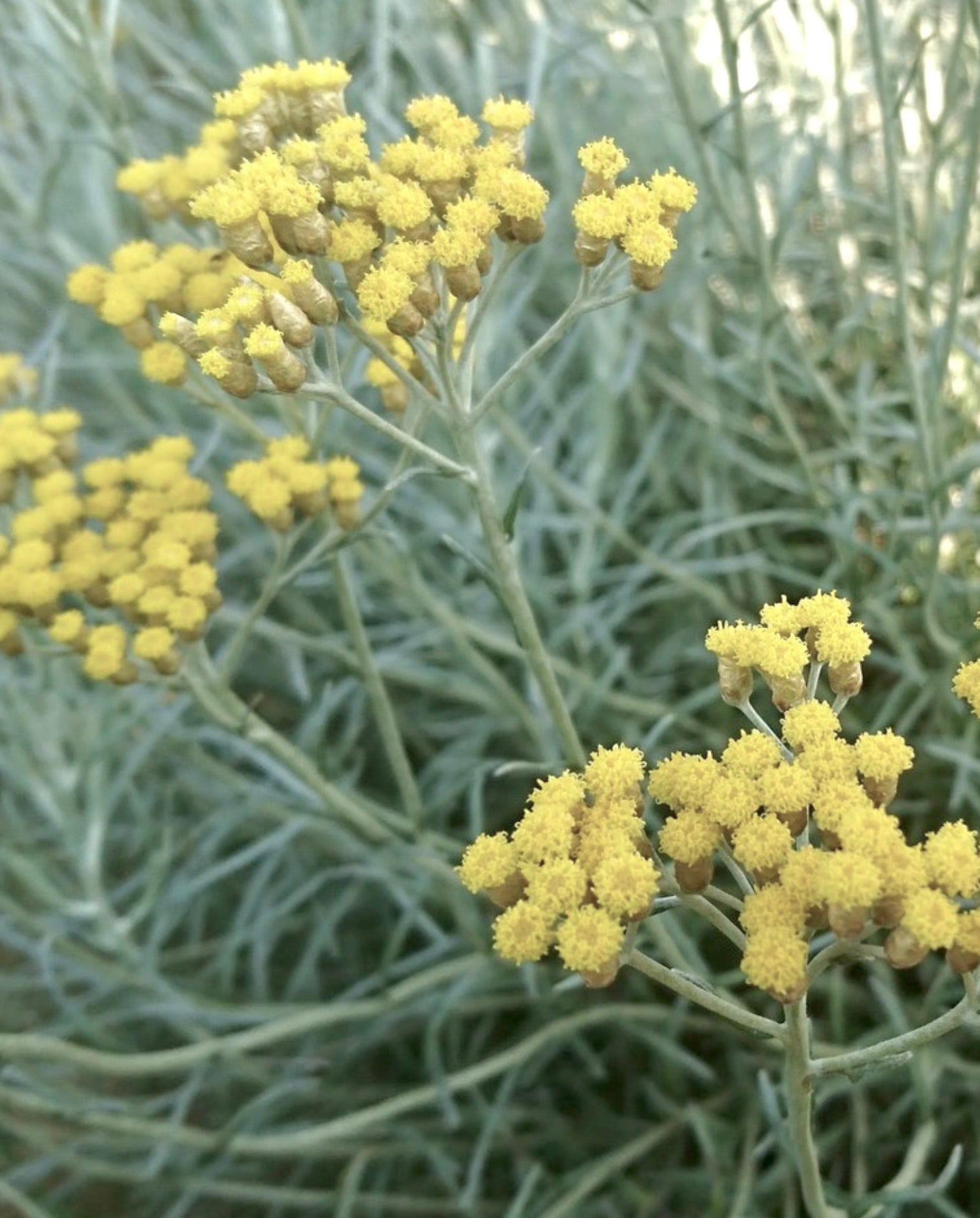 Fiori delicati gialli raggruppati di Helichrysum italicum con foglie strette argentate