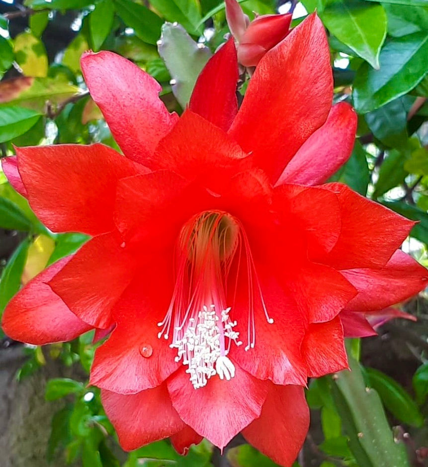 Heliocereus speciosus bright red cactus flower with prominent white stamens and green foliage background