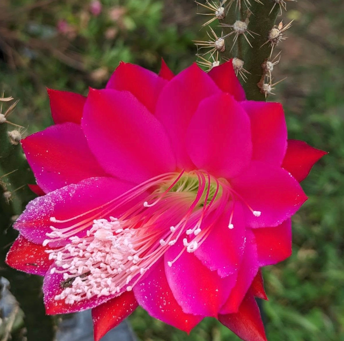 Heliocereus speciosus var. amecamensis vibrant pink and red cactus flower with prominent stamens and spines
