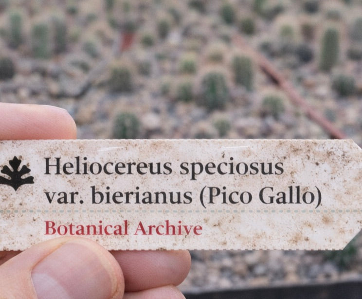 Printed plant label for Heliocereus speciosus var. bierianus held over cactus nursery background