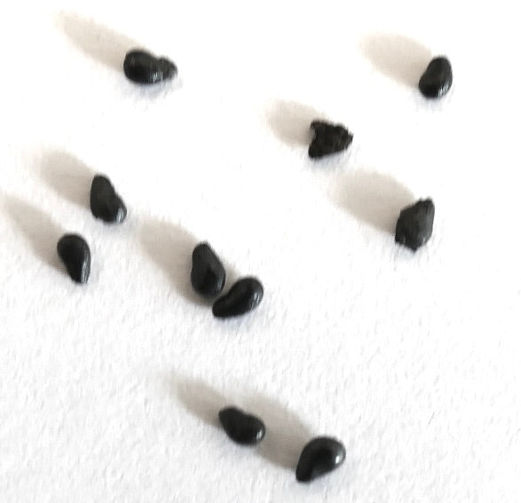 Heliocereus speciosus var. bierianus small black cactus seeds on white background