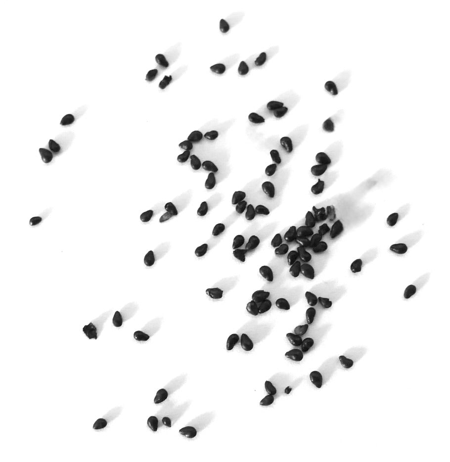 Heliocereus speciosus var. bierianus small black cactus seeds scattered on white background