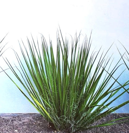 Hesperaloe funifera succulenta verde con foglie lunghe e strette e bordi arricciati di fibre