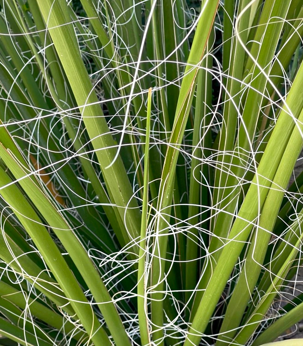 Foglie succulente verdi di Hesperaloe funifera con sottili fili fibrosi bianchi arricciati, primo piano