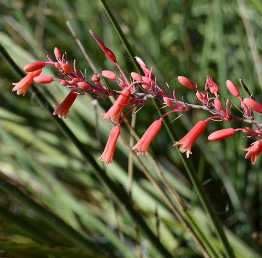 Hesperaloe parviflora foglie verdi sottili con fiori tubolari color corallo-rosso in fiore