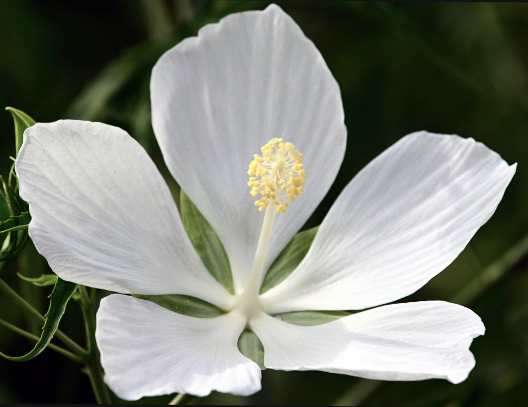 Hibiscus coccineus cv Marilyn Monroe ALBA fiore grande bianco delicato con stami gialli