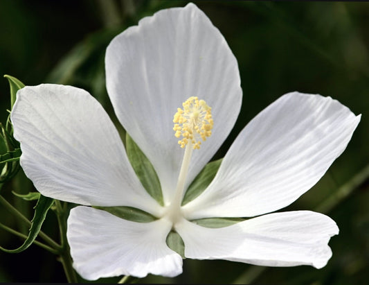 Hibiscus coccineus cv Marilyn Monroe ALBA fiore grande bianco delicato con stami gialli